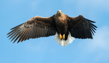 Adult White-tailed eagle in flight. Front view. Blue sky background. Scientific name: Haliaeetus albicilla, also known as the ern, erne, gray eagle, Eurasian sea eagle and white-tailed sea-eagle.