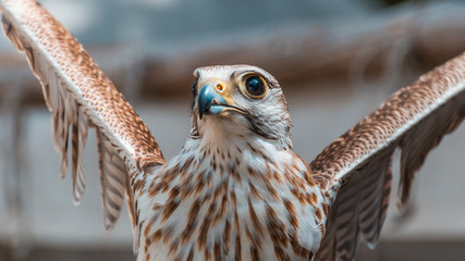 Falcon close up