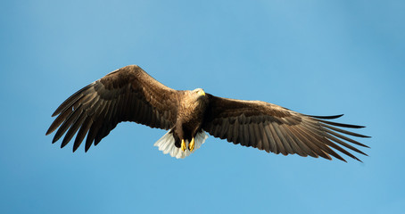 Adult White-tailed eagle in flight. Front view. Blue sky background. Scientific name: Haliaeetus albicilla, also known as the ern, erne, gray eagle, Eurasian sea eagle and white-tailed sea-eagle.