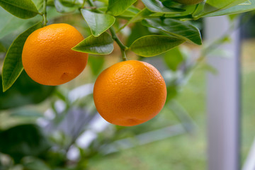 Fruit de l'oranger - 233747460