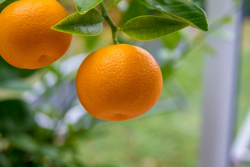 Fruit de l'oranger