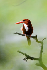 White-throated Kingfisher - Keoladeo Ghana National Park - Bharatpur - India