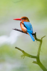 White-throated Kingfisher - Keoladeo Ghana National Park - Bharatpur - India