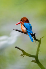 White-throated Kingfisher - Keoladeo Ghana National Park - Bharatpur - India