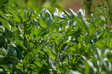 Broad bean plants as background.