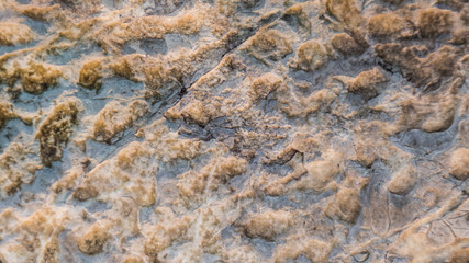 Fossilized corals in stone texture