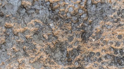 Fossilized corals in stone texture