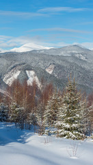 Fototapeta premium Winter morning Carpathian mountains, Ukraine