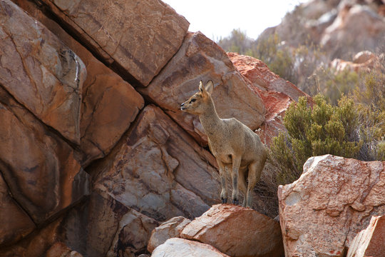 South Africa, Aquila Private Game Reserve, Klipspringer, Oreotragus oreotragus