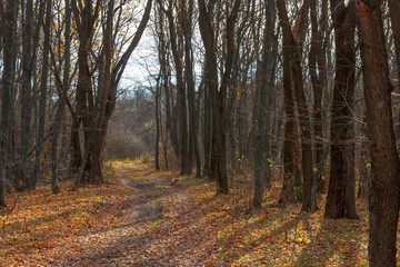 The rural ground road in the autumn leafless forest