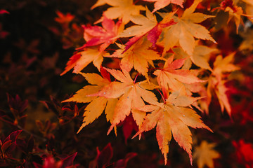 .Incredible autumnal and colorful landscapes of the city of Nikko in Japan. Travel Photography.