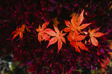 .Incredible autumnal and colorful landscapes of the city of Nikko in Japan. Travel Photography.