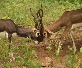 fighting deers