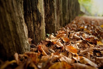 profumo d'autunno