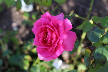Beautiful Flowers. Beautiful roses in the garden.