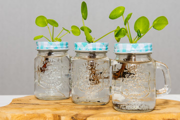 Plants in jars