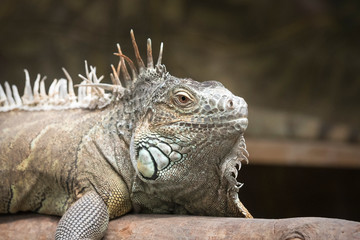 The Big Iguana lies on a tree.