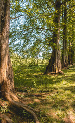 Sequoia on the Mainau island - Bodensee - Bavaria - Germany