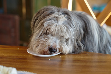 Gray dog goes to the table.