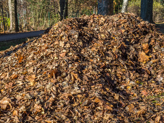 Laubhaufen im Park