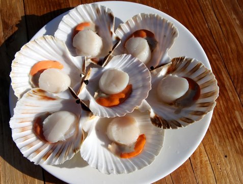 noix de coquilles saint-jacques