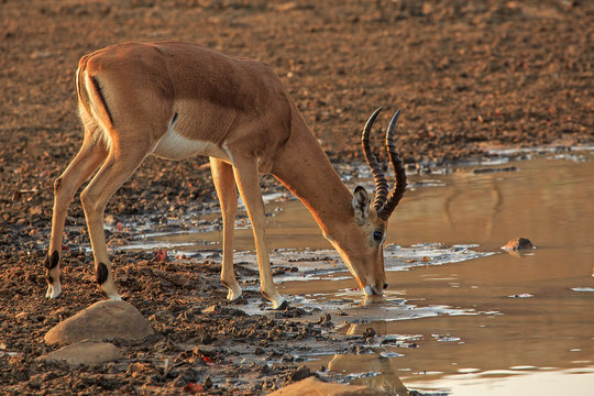 Single impala drinking