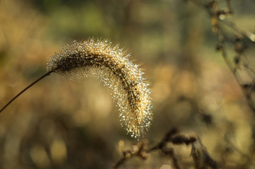 Drops of dew on the autumn fluffy grass spikelets