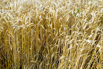 field of wheat