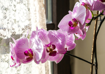 Flower Lilac Orchids