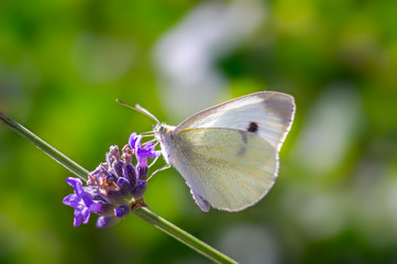 little blossom butterfly in my season garden