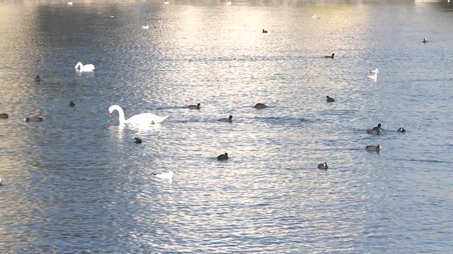 fiume e cigni