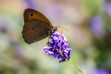 little blossom butterfly in my season garden