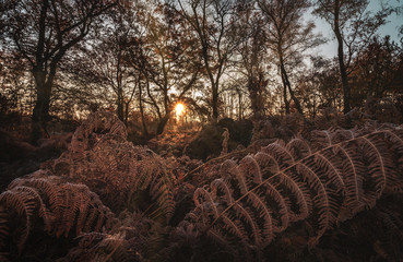 A cold and frosty November morning at the Autobahn A2 in Herten, Ruhrgebiet, GErmany