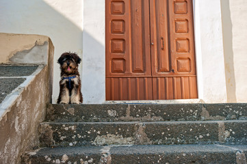 puppy dog sitting on the stairs.