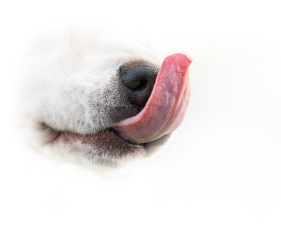 Dog nose and tonge crope image on the white