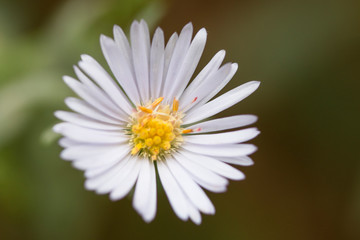 Fototapeta premium daisy