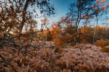 A cold and frosty November morning at the Autobahn A2 in Herten, Ruhrgebiet, GErmany