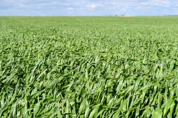 Fototapeta na wymiar Field of young green barley