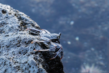 Closeup of crab standing on volcanic rock in Kona, Hawaii. Eyes extended; tidal pool with anemone is in the background. 