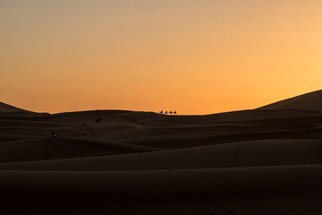 Camel caravan in Sahara desert, Morocco