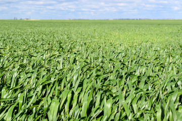 Field of young green barley