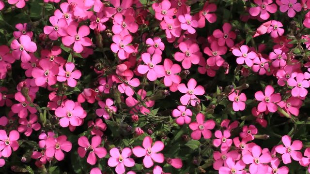 Flowers in a garden. Silene.