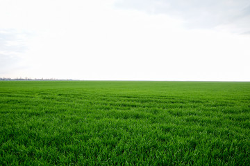 Obraz premium Field of young green barley