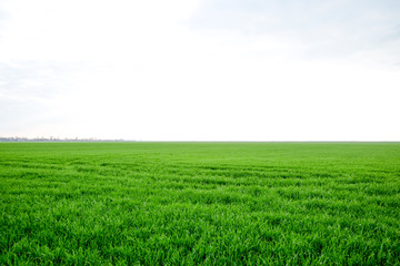 Field of young green barley