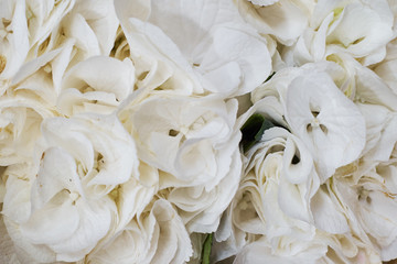 Frame of white hydrangea, many colors solid background. view from above. Wedding background. Valentine background with copy space.