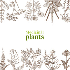Template with Medicinal Plants in Hand-Drawn Style