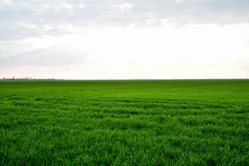 Obraz premium Field of young green barley
