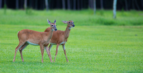 Pair of whitetail deer does