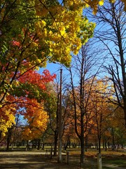 Naklejka premium Color autumn 2