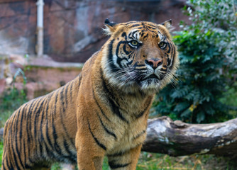 Tiger looking straight